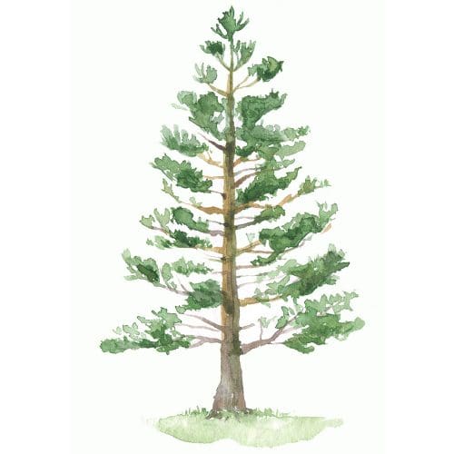 pine tree pine tree
